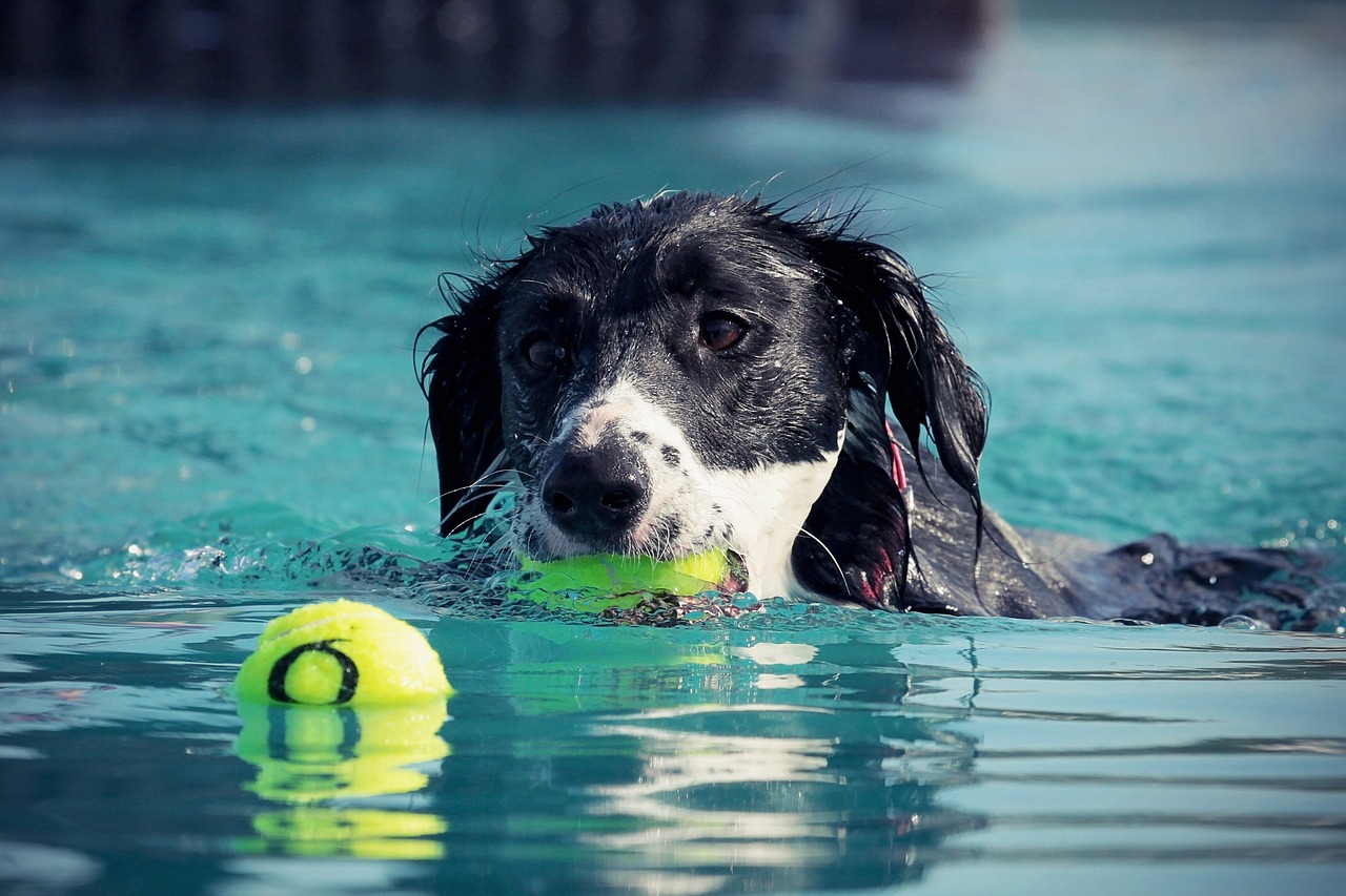 Fun and Safe Exercises for Your Pets at Home